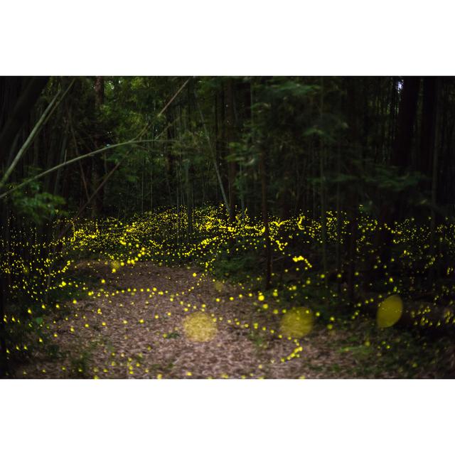 Fireflies Fly In The Forest At Night by Tdub303 - No Frame Art Prints on Canvas Alpen Home Size: 81cm H x 122cm W on Productcaster.