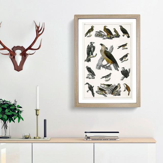 Birds of Prey XX by Oliver Goldsmith - Picture Frame Painting Print on MDF East Urban Home Frame Option: Oak Framed, Size: 36cm H x 27cm W x 2cm D on Productcaster.