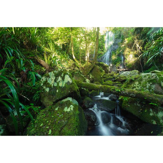 Castaic In The Australian Rainforest by Nachteule - Wrapped Canvas Photograph Alpen Home Size: 30cm H x 46cm W x 3.8cm D on Productcaster.