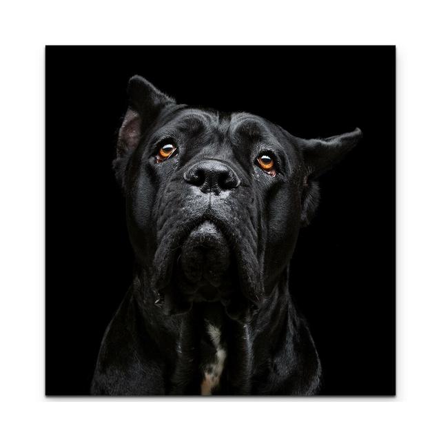 Leinwandbild Cane Corso Portrait East Urban Home Größe: 60 L x 60 B on Productcaster.