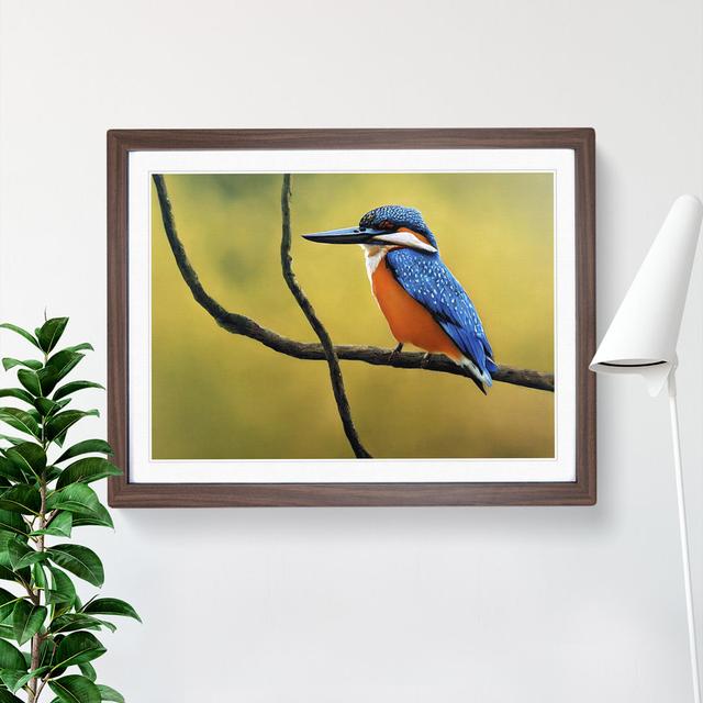 Euphoric Kingfisher Bird - Single Picture Frame Print ClassicLiving Frame Colour: Walnut, Size: 46cm H x 64cm W x 2cm D on Productcaster.