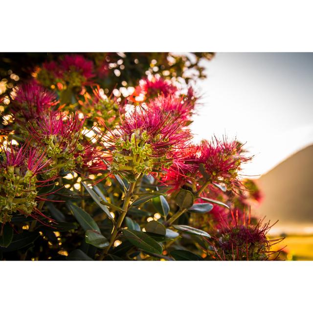 A Pohutukawa Tree - Wrapped Canvas Photograph Latitude Run Size: 20cm H x 30cm W x 3.8cm D on Productcaster.