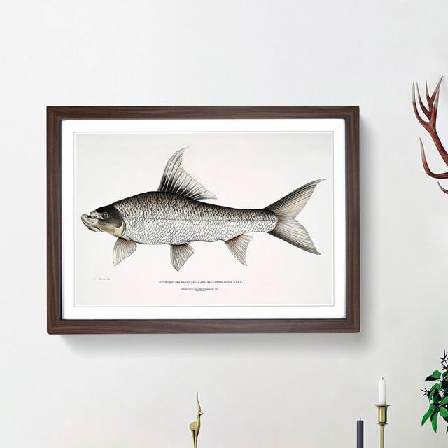 Rock Carp Illustration by John Edward Gray - Picture Frame Painting Print East Urban Home Size: 36cm H x 48cm W x 2cm D, Frame Option: Walnut Framed on Productcaster.