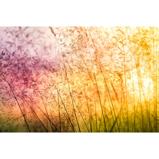 Silhouette Of Wildflowers In Meadow During Sunset by Pawel Gaul - No Frame Art Prints on Canvas 17 Stories Size: 51cm H x 76cm W on Productcaster.