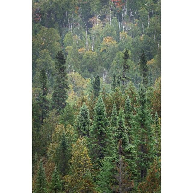 Superior National Forest IV Crop by Alan Majchrowicz - Wrapped Canvas Photograph Union Rustic Size: 46cm H x 30cm W x 3.8cm D on Productcaster.