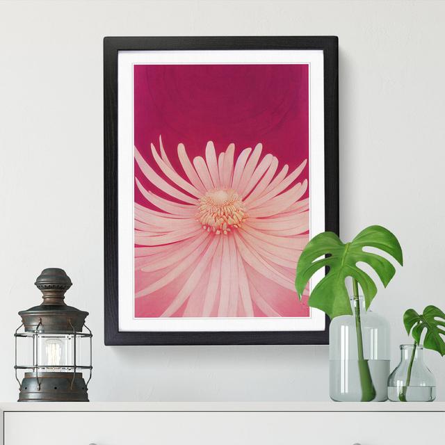 Chrysanthemum Flower - Single Picture Frame Print Marlow Home Co. Format: Black Framed, Size: 64cm H x 46cm W on Productcaster.