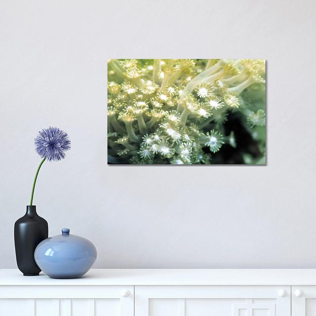 Goniopora Green Coral - Wrapped Canvas Photograph Highland Dunes Size: 45.72cm H x 66.04cm W x 1.91cm D on Productcaster.