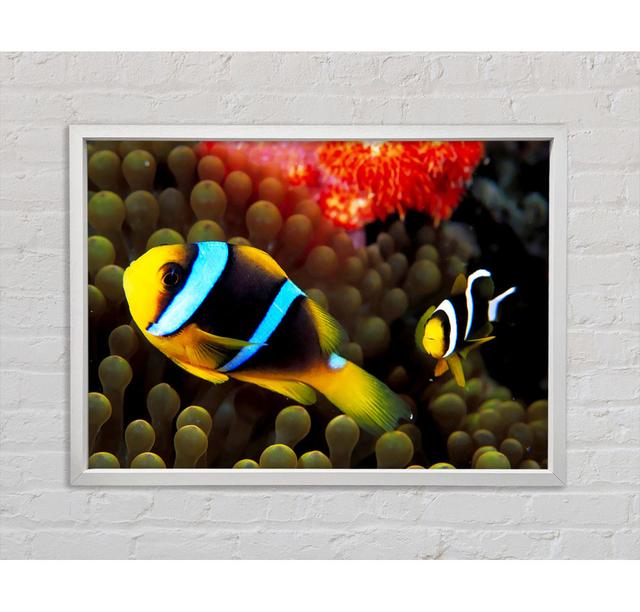 Neon Clown Fish - Single Picture Frame Art Prints on Canvas Bright Star Size: 100cm H x 141.4cm W x 3.3cm D on Productcaster.