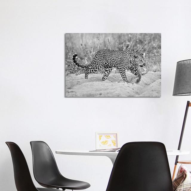 Leopard Walking in Black and White - Wrapped Canvas Photograph Latitude Run Size: 66.04cm H x 101.6cm W x 3.81cm D on Productcaster.