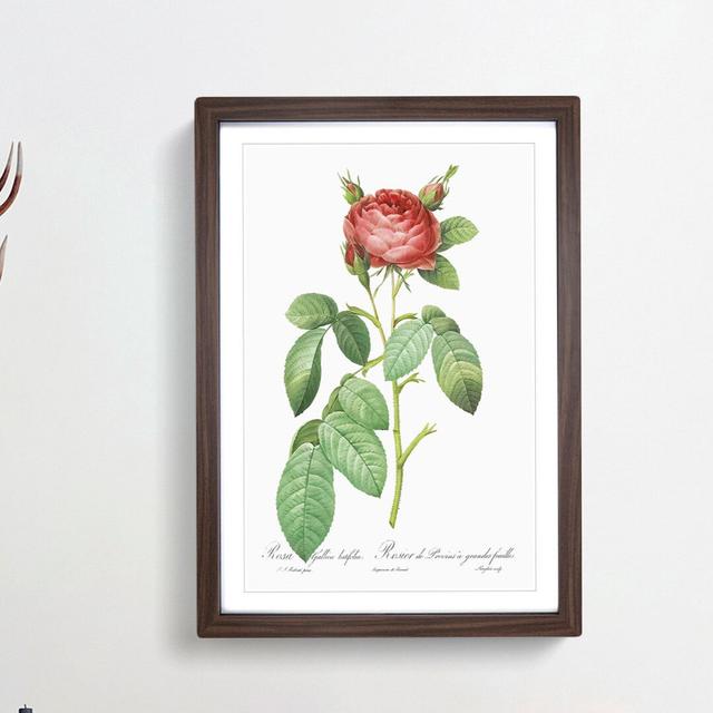 Red Gallic Rose by Pierre-Joseph Redoute - Picture Frame Painting Print East Urban Home Frame Option: Walnut Framed, Size: 48cm H x 36cm W x 2cm D on Productcaster.