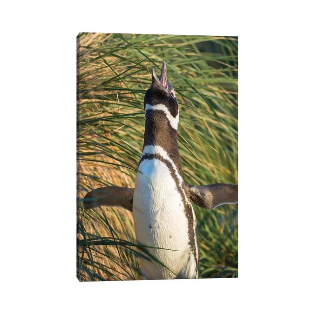 Magellanic Penguin, Falkland Islands. by Martin Zwick - Wrapped Canvas Photograph Latitude Run Size: 30.48cm H x 20.32cm W x 1.905cm D on Productcaster.