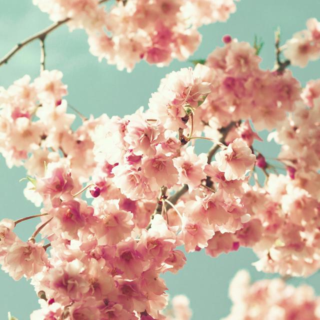 Vintage Cherry Blossoms - Wrapped Canvas Photograph 17 Stories Size: 122cm H x 122cm W on Productcaster.