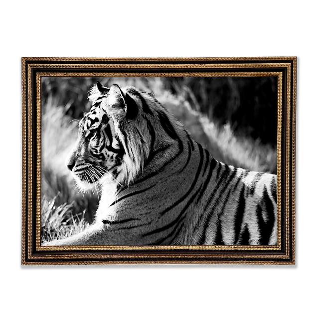 Tiger Resting - Single Picture Frame Art Prints Ebern Designs Size: 84.1cm H x 118.9cm W x 3cm D on Productcaster.