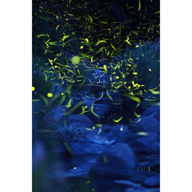 Dancing Fireflies by North-Tail - Wrapped Canvas Photograph 17 Stories Size: 91cm H x 61cm W on Productcaster.