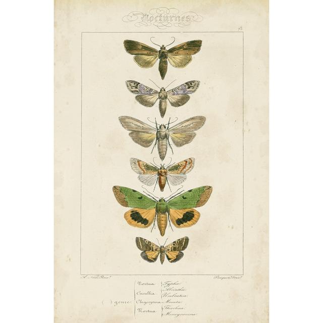 Pauquet Butterflies III by Pauquet - Wrapped Canvas Print August Grove Size: 30cm H x 20cm W x 3.8cm D on Productcaster.