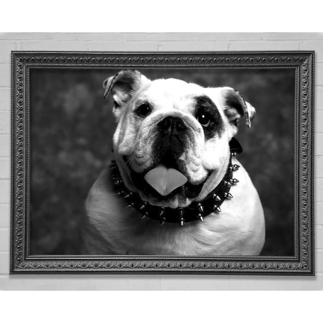 English Bulldog - Single Picture Frame Art Prints Brayden Studio Size: 100cm H x 141.4cm W on Productcaster.