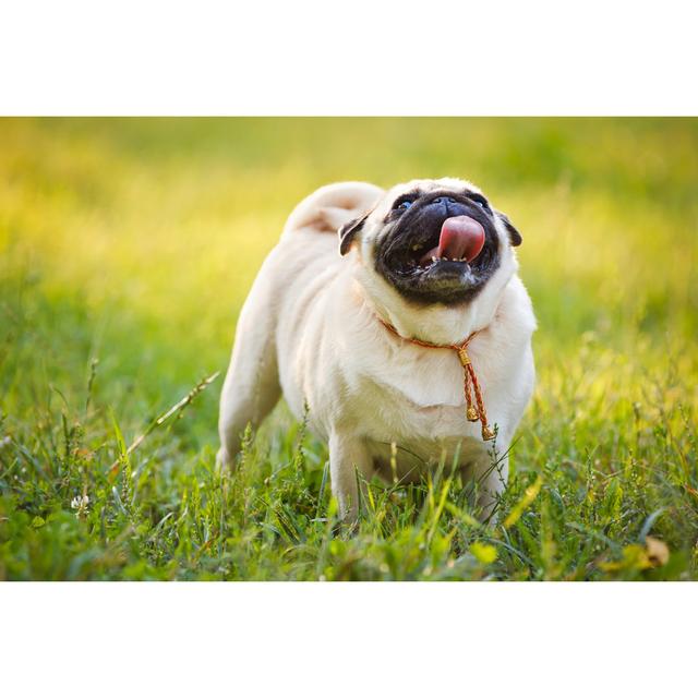 Pug Walking On A Grass by O_sa - No Frame Print on Canvas 17 Stories Size: 61cm H x 91cm W on Productcaster.