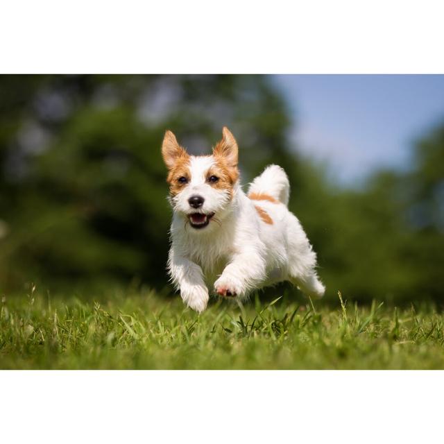 Jack Russell Terrier Dog Outdoors on Grass by Bigandt Photography - Wrapped Canvas Photograph Brayden Studio Size: 51cm H x 76cm W on Productcaster.