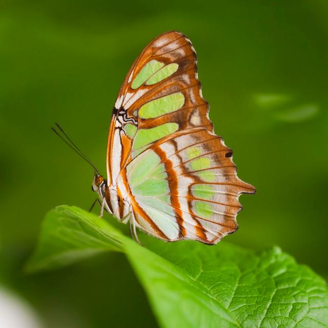 Malachite Butterfly by Cinoby - Wrapped Canvas Print Brambly Cottage Size: 30cm H x 30cm W on Productcaster.