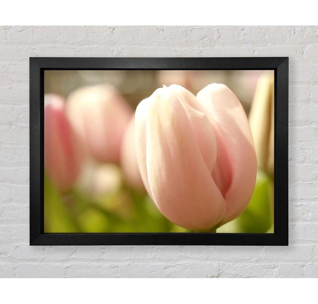 Baby Pink Tulip - Print Bright Star Size: 42cm H x 59.7cm W on Productcaster.