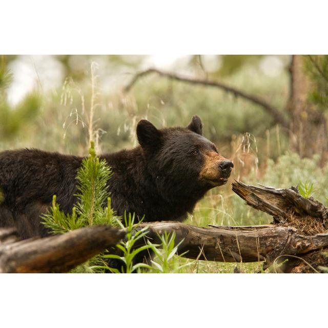 Cute Black Bear by Mtilghma - Wrapped Canvas Photograph Alpen Home Size: 51cm H x 76cm W on Productcaster.