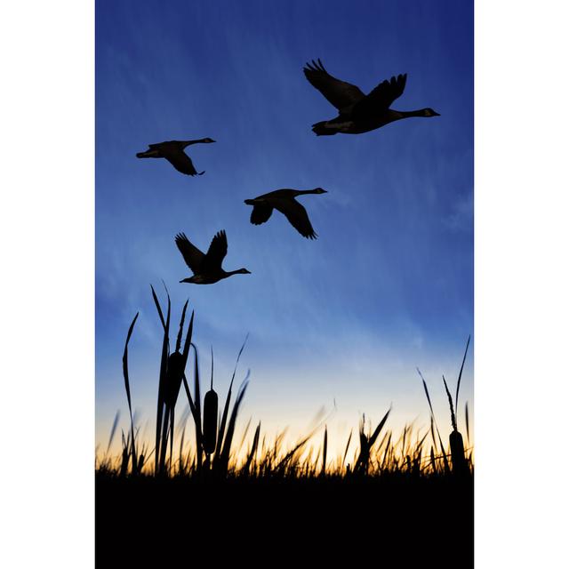 Migrating Canada Geese by Sharply_done - Print 17 Stories Size: 75cm H x 50cm W on Productcaster.