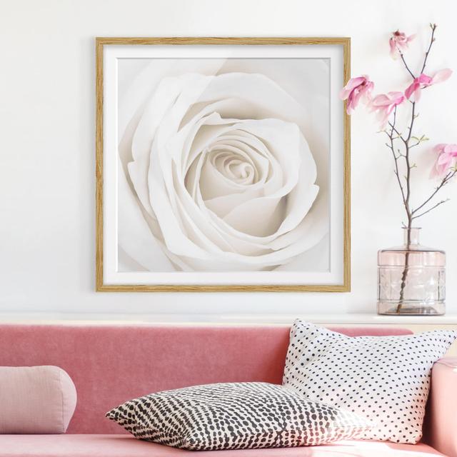 Pretty White Rose Framed Graphic Art Print East Urban Home Rahmenoptionen: Natural oak, Size: 50cm H x 50cm W on Productcaster.