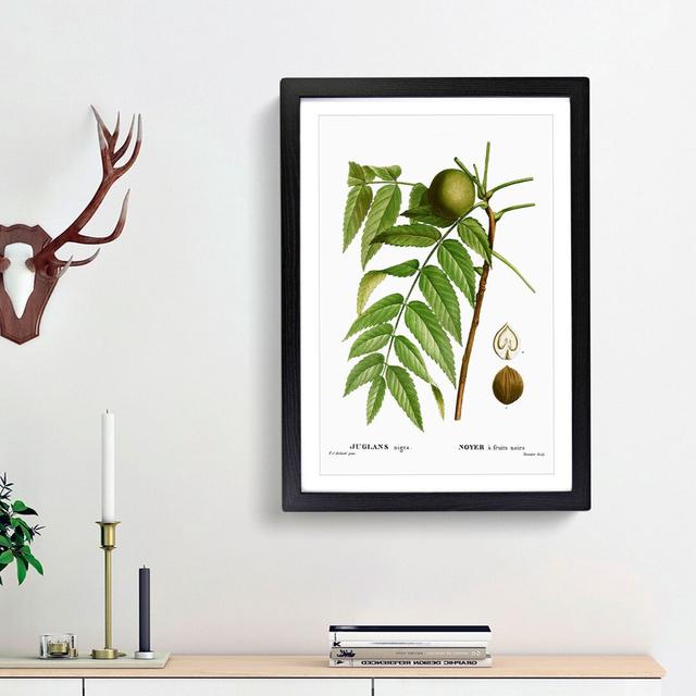 Black Walnut Tree by Pierre-Joseph Redoute - Picture Frame Graphic Art Print East Urban Home Size: 65cm H x 48cm W x 2cm D, Frame Option: Black Framed on Productcaster.