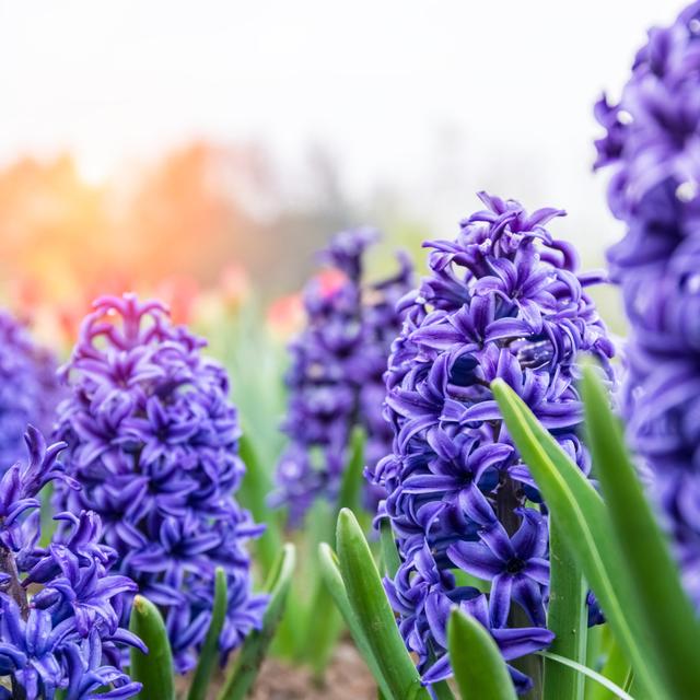 Blooming Blue Hyacinth Closeup - Print 17 Stories Size: 51cm H x 51cm W x 3.8cm D on Productcaster.