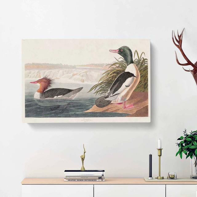 Goosander Ducks by John James Audubon - Wrapped Canvas Painting Print East Urban Home Size: 40cm H x 60cm W x 3cm D on Productcaster.