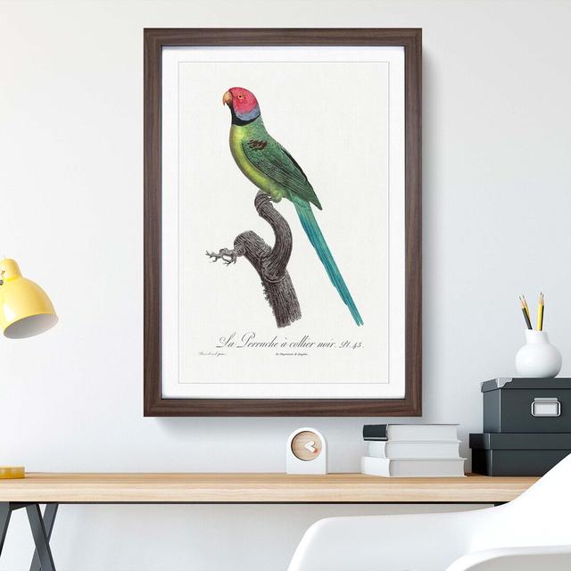 Rose-Ring Parakeet by F. Levaillant - Picture Frame Graphic Art Print East Urban Home Size: 50cm H x 35cm W x 2cm D, Frame Option: Walnut on Productcaster.