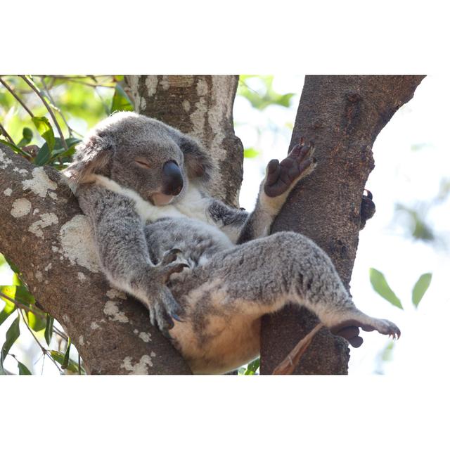 Koala Relaxing by PicturePartners - Wrapped Canvas Print Latitude Run Size: 61cm H x 91cm W x 3.8cm D on Productcaster.