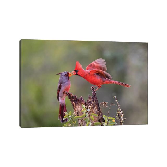 Northern Cardinal and Pyrrhuloxia Males Fighting for a Perch by Larry Ditto - Wrapped Canvas Art Prints Latitude Run Size: 20.32cm H x 30.48cm W x 1.9 on Productcaster.