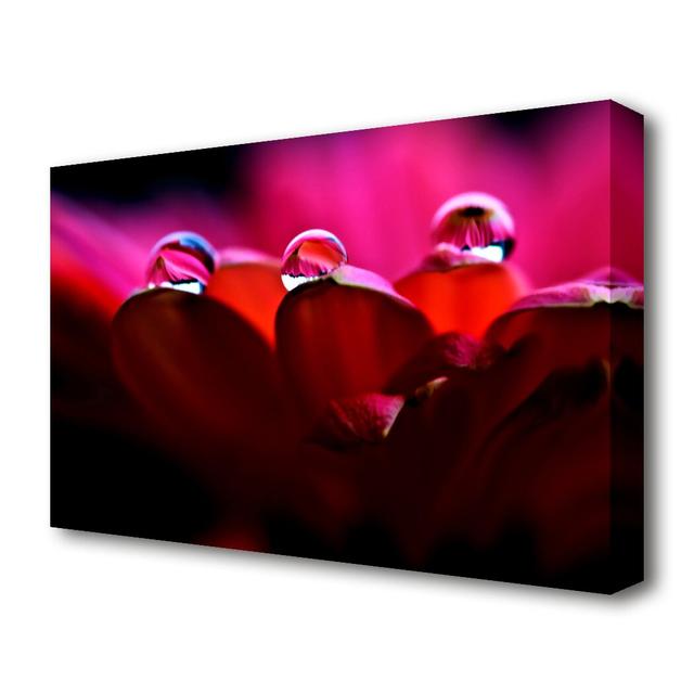 'Dew On Petals Macro' Graphic Art Print on Canvas East Urban Home Size: 81.3 cm H x 121.9 cm W on Productcaster.