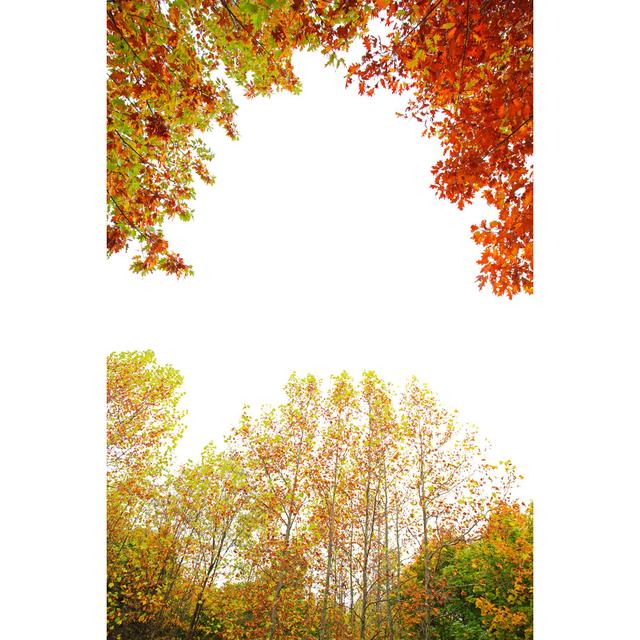 Autumn Foliage On White by Bgfoto - No Frame Art Prints on Canvas 17 Stories Size: 30cm H x 20cm W on Productcaster.