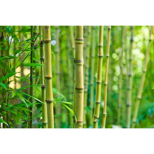 Bamboo by Enjoynz - No Frame Print on Canvas 17 Stories Size: 80cm H x 120cm W on Productcaster.