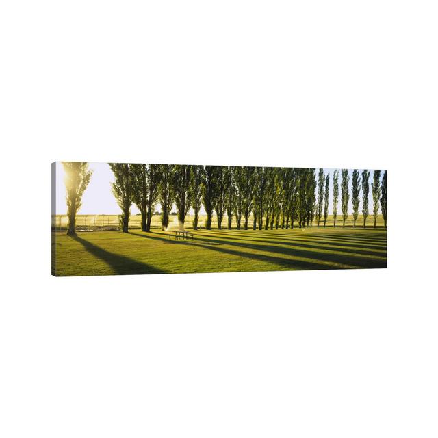 A Row Of Poplar Trees - Wrapped Canvas Panoramic Print Ebern Designs Size: 12cm H x 36cm W x 2cm D on Productcaster.