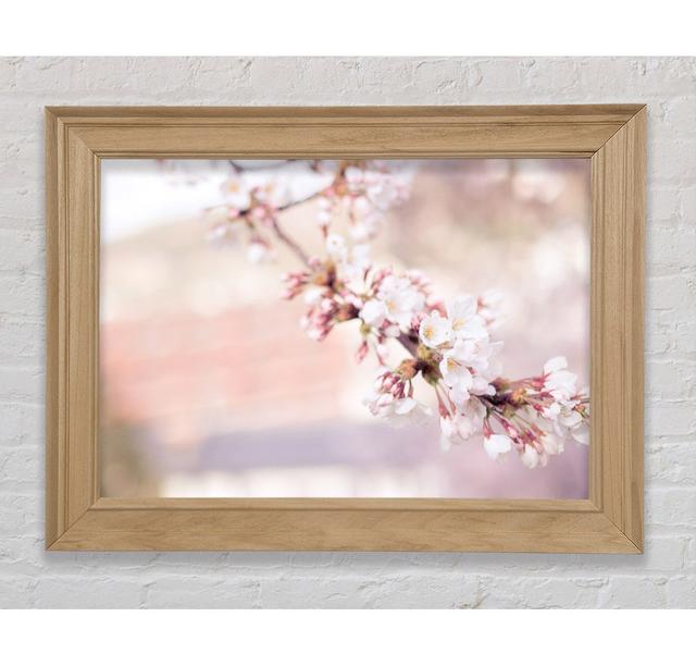 Cherry Blossoms Decending Branch - Single Picture Frame Art Prints Bright Star Size: 84.1cm H x 142.2cm W x 8cm D on Productcaster.