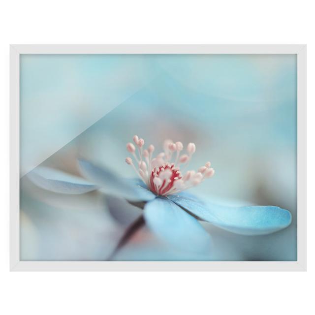 Flowers in Light Blue - Picture Frame Graphic Art Rosalind Wheeler Size: 50cm H x 70cm W x 2cm D, Frame Option: White Framed on Productcaster.