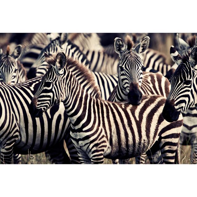 Black And White Wildlife by Pieter-Pieter - Wrapped Canvas Print 17 Stories Size: 61cm H x 91cm W x 3.8cm D on Productcaster.