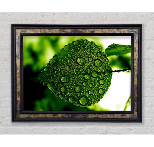 Morning Dew Leaf - Print Brayden Studio Size: 42cm H x 59.7cm W x 8cm D, Format: Gold/Black Framed Paper on Productcaster.