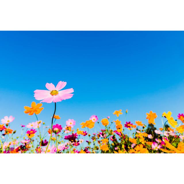 Cosmos Flowers by Ooyoo - Wrapped Canvas Art Prints 17 Stories Size: 50cm H x 75cm W on Productcaster.