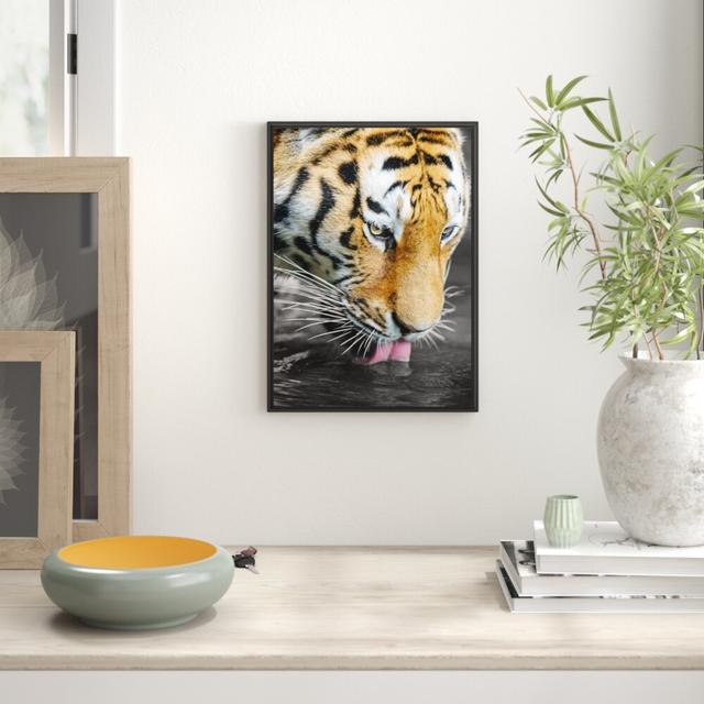 Gerahmtes Wandbild majestätischer Tiger trinkt East Urban Home Größe: 100 cm H x 70 cm B on Productcaster.