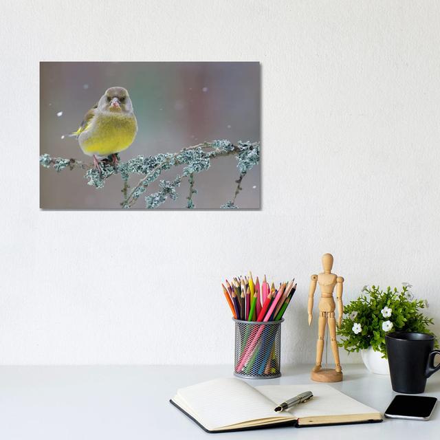 Greenfinch Portrait by Mateusz Piesiak - Floater Frame Graphic Art on Canvas Rosalind Wheeler Format: Wrapped Canvas, Size: 20.32cm H x 30.48cm W x 1. on Productcaster.