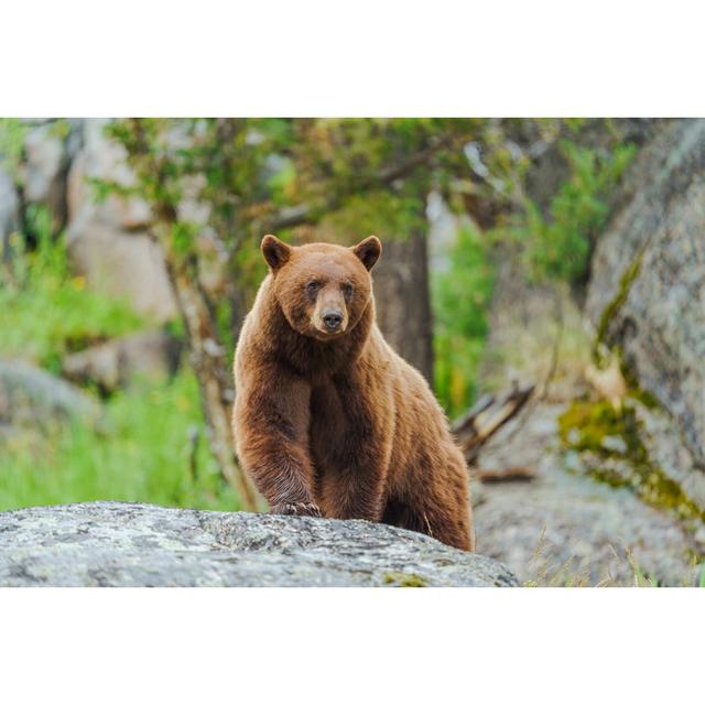 Cinnamon American Black Bear by Fluidmediafactory - Wrapped Canvas Photograph 17 Stories Size: 20cm H x 30cm W on Productcaster.