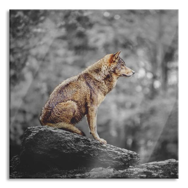 Glasbild Wolf sitzt auf einem Stein im Herbstwald Union Rustic Größe: 40 cm H x 40 cm B x 0,4 cm T on Productcaster.