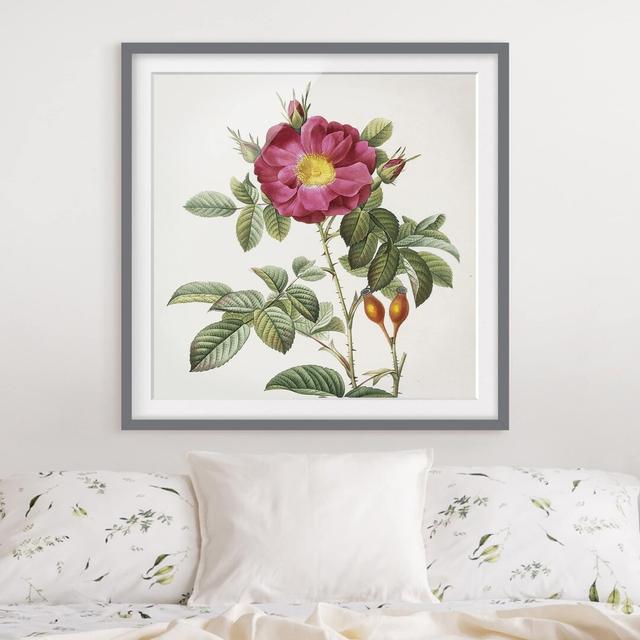 Portland Rose by Pierre Joseph Redouté - Picture Frame Painting Rosalind Wheeler Frame Option: Grey Framed, Size: 30cm H x 30cm W x 2cm D on Productcaster.