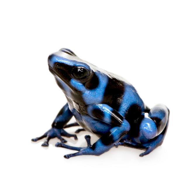 Poison Dart Frog by GlobalP - Wrapped Canvas Print 17 Stories Size: 76cm H x 76cm W on Productcaster.