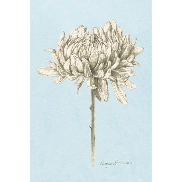 Graphite Botanical Study II by Grace Popp - Wrapped Canvas Print Rosalind Wheeler Size: 76cm H x 51cm W on Productcaster.