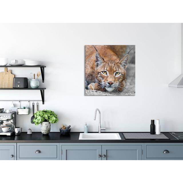 Large Watchful Lynx - Unframed Photograph on Glass Ebern Designs Size: 60cm H x 60cm W x 0.4cm D on Productcaster.